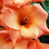 Peachy Gladiola paint by numbers