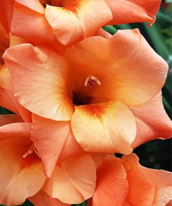 Peachy Gladiola paint by numbers