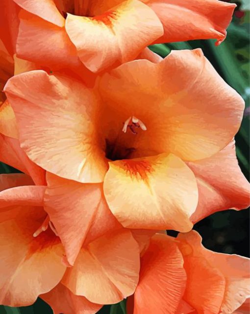 Peachy Gladiola paint by numbers