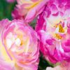 Pink And Fuchsia Floribunda paint by numbers