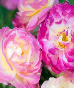 Pink And Fuchsia Floribunda paint by numbers