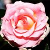 Pink Floribunda Rose paint by numbers