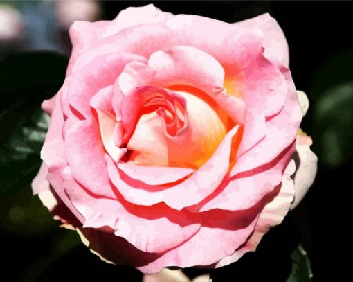 Pink Floribunda Rose paint by numbers