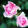 Pink Floribundas paint by numbers