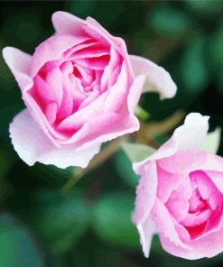 Pink Floribundas paint by numbers