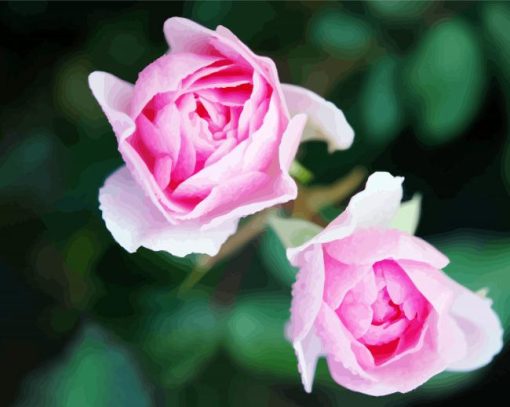 Pink Floribundas paint by numbers