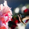 Pink Gladiola and Humming bird paint by numbers