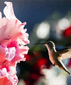 Pink Gladiola and Humming bird paint by numbers