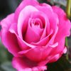 Pink Rose Floribundas paint by numbers