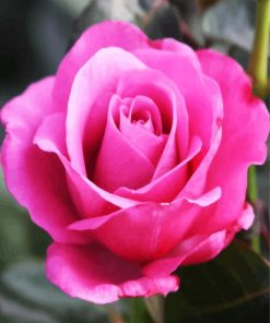 Pink Rose Floribundas paint by numbers