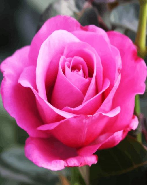 Pink Rose Floribundas paint by numbers