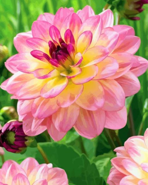 Pink Yellow Dahlia paint by numbers