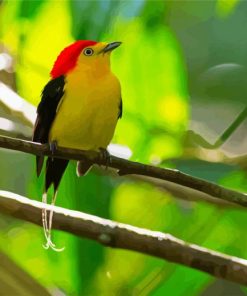 Pipra Manakin Bird paint by numbers