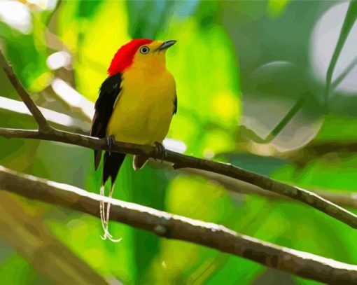 Pipra Manakin Bird paint by numbers