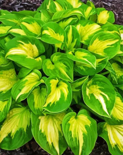 Plantain Lilies Hosta paint by numbers