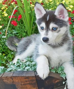 Pomsky Puppy paint by numbers