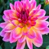 Purple and Yellow Dahlia Flowers paint by numbers