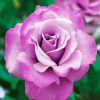 Purple Floribundas Rose paint by numbers