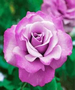 Purple Floribundas Rose paint by numbers