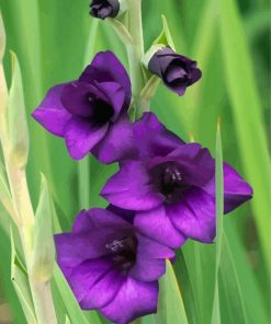 Purple Gladiola paint by numbes