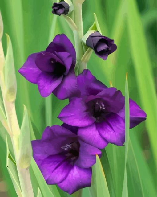 Purple Gladiola paint by numbes