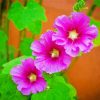 Purple Hollyhocks paint by numbers