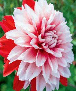 Red and White Dahlia Flower paint by numbers