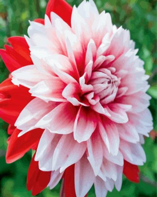 Red and White Dahlia Flower paint by numbers