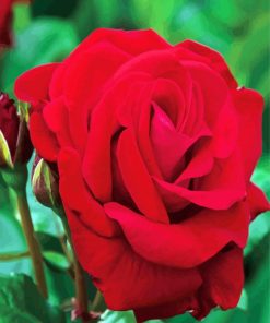 Red Floribunda Flower paint by numbers