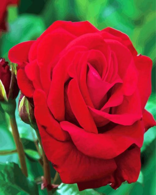 Red Floribunda Flower paint by numbers