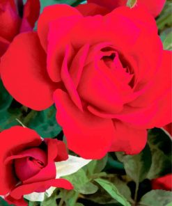 Red Floribunda paint by numbers