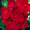 Red Floribundas paint by numbers