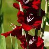 Red Gladiola Flower paint by numbers