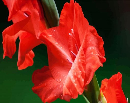 Red Gladiola paint by numbers