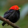 Red Capped Manakin Bird on Stick paint by numbers