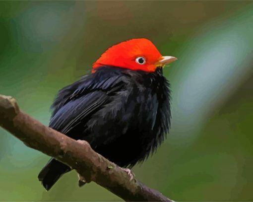 Red Capped Manakin Bird on Stick paint by numbers