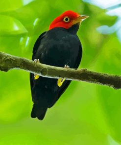 Red Capped Manakin Bird paint by numbers