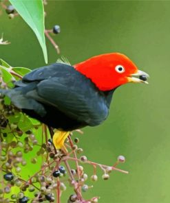 Red Capped Manakin paint by numbers