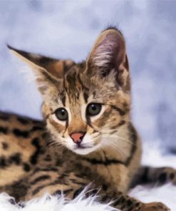 Savannah Cat paint by numbers