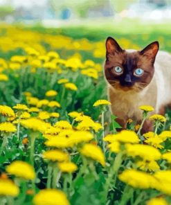 Siamese Cat in Garden paint by numbers