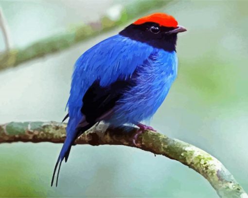 The Chiroxiphia Manakin Bird paint by numbers