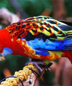 The Eastern Rosella Bird Paint By Number