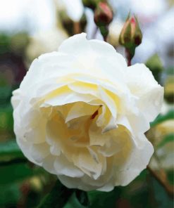 White Floribunda Flower paint by numbers