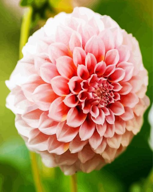 White and Pink Dahlia paint by numbers