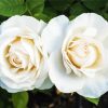 White Floribunda Flowers paint by numbers