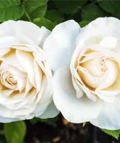 White Floribunda Flowers paint by numbers