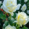 White Floribundas paint by numbers