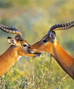 Wild Impalas Antelope paint by numbers