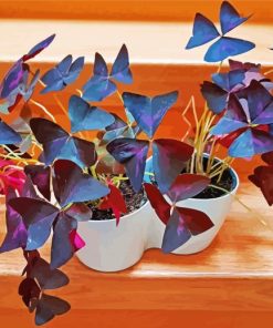 Wood Sorrels Oxalis Plant Pots paint by numbers