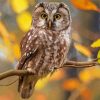 Zimbabwean Owl paint by numbers